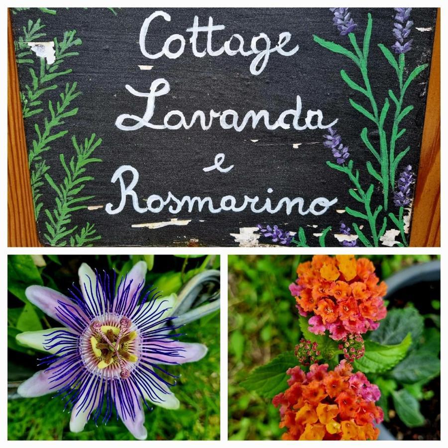 Cottage Lavanda E Rosmarino Lavis Kültér fotó